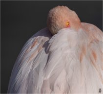 OISEAUX